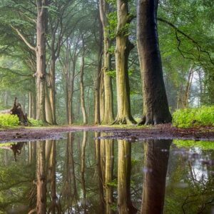 beukenboom