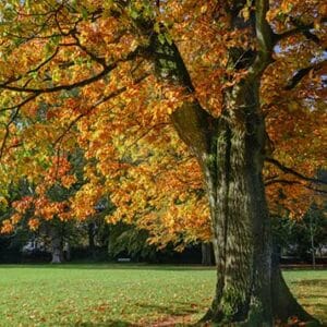 eikenboom